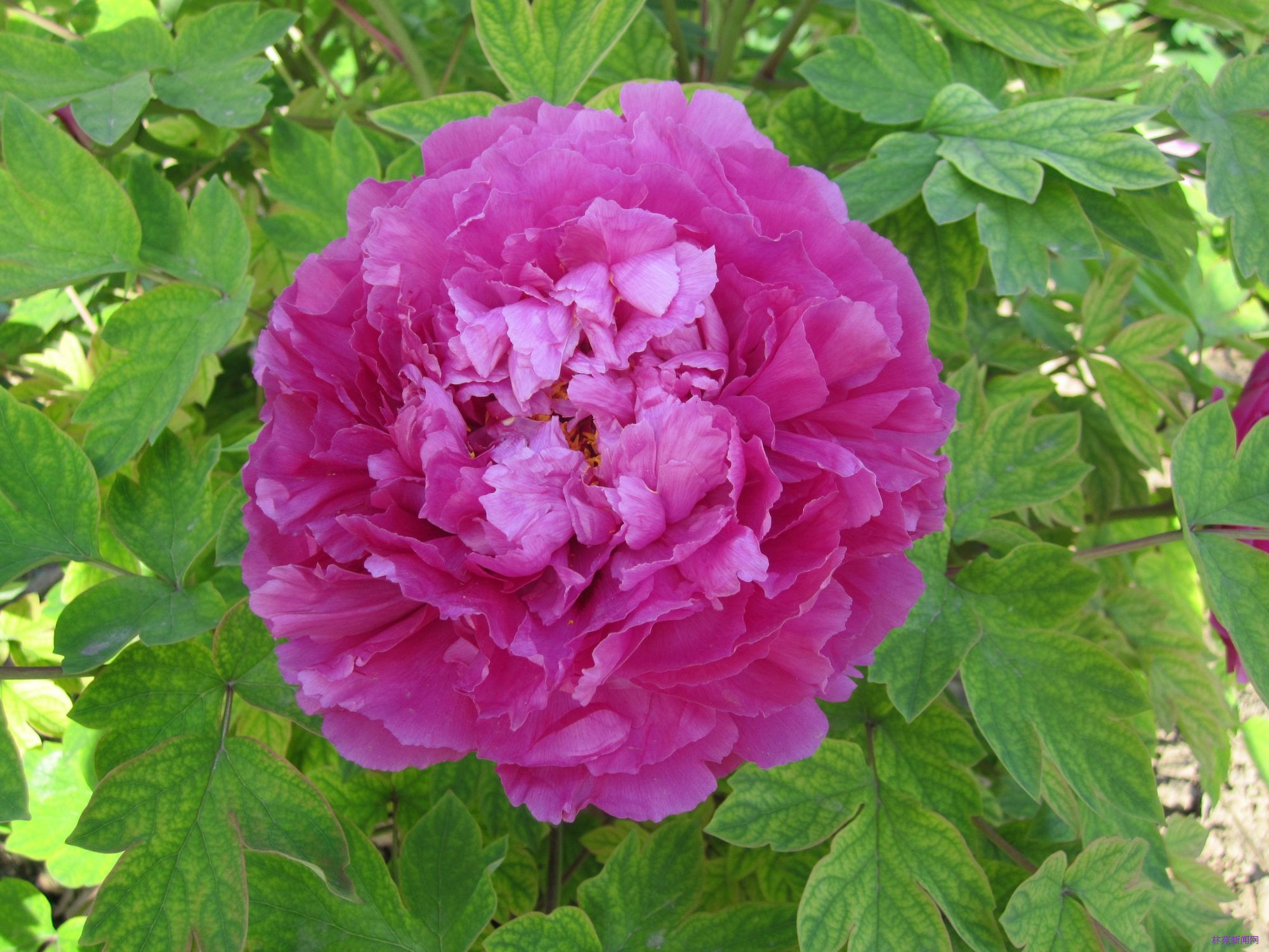 千株牡丹花正艳馥郁花香满校园