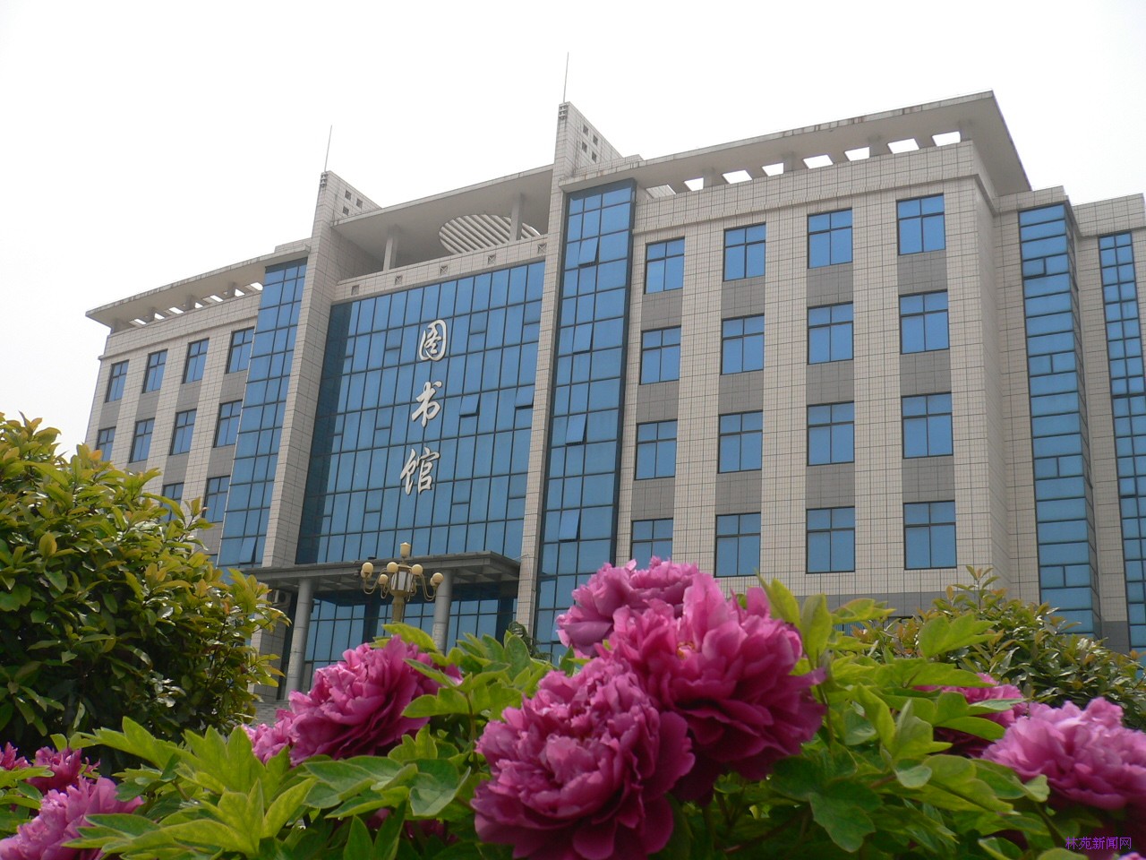 千株牡丹花正艳 馥郁花香满校园_学院新闻_河南林业职业学院办公室