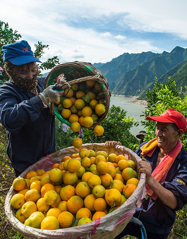 为了农业强农村美农民富——以习近平同志为核心的党中央引领推进新时代农业农村现代化事业述评 为了农业强农村美农民富——以习近平同志为核心的党中央引领推进新时代农业农村现代化事业述评