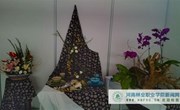 园林系学生参加河南省花艺比赛获奖