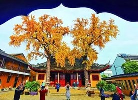 【国家林业和草原局】古树名木保护 | 古木逢春正葳蕤