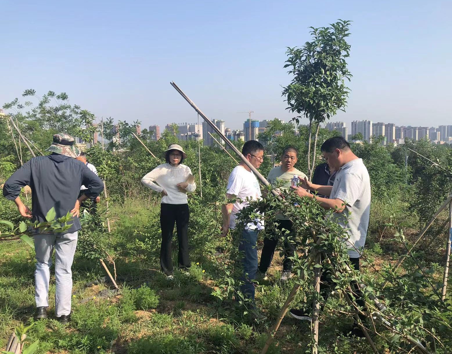 我院承担的河南省科技兴林项目顺利通过验收