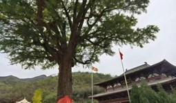 我校古树保护服务团队赴元氏县开展古树名木健康体检工作